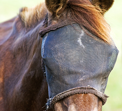 Creative Outdoor Products - Equestrian Sports